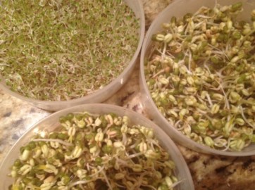 sprouts